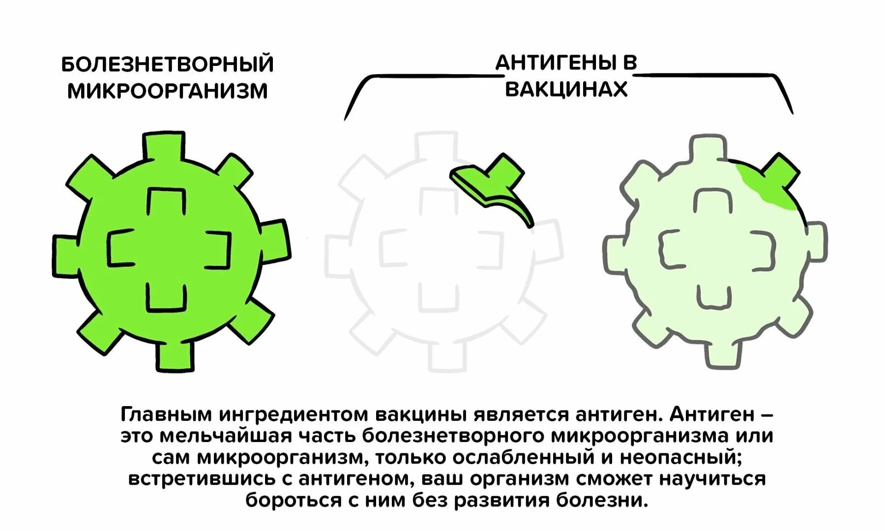 Вакцины на основе матричной РНК. Механизм МРНК вакцины. Вакцины на основе антигенов. Антиген в вакцине.