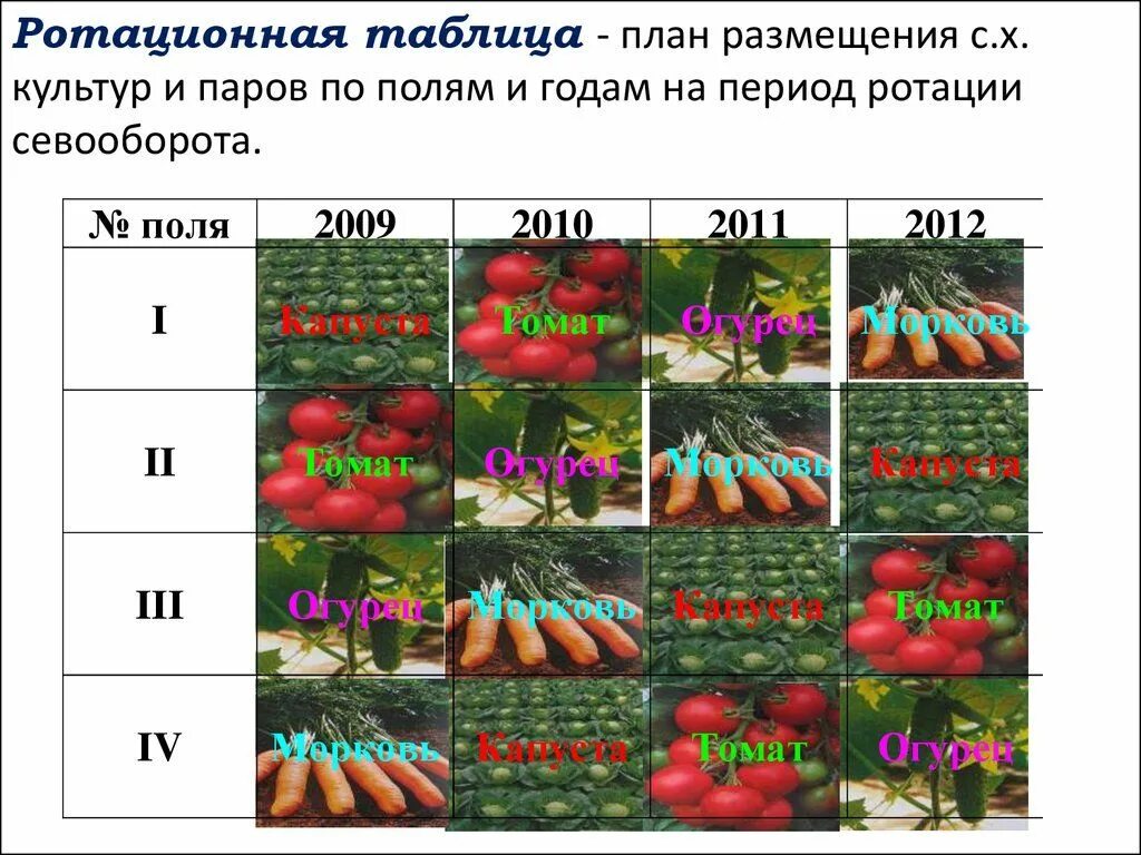 Чередование посадок овощных культур таблица. Таблица севооборота овощных культур на огороде на 4 года. Севооборот на огороде что после чего сажать таблица. Лучшие предшественники для посадки овощей таблица. Чередование культур в севообороте