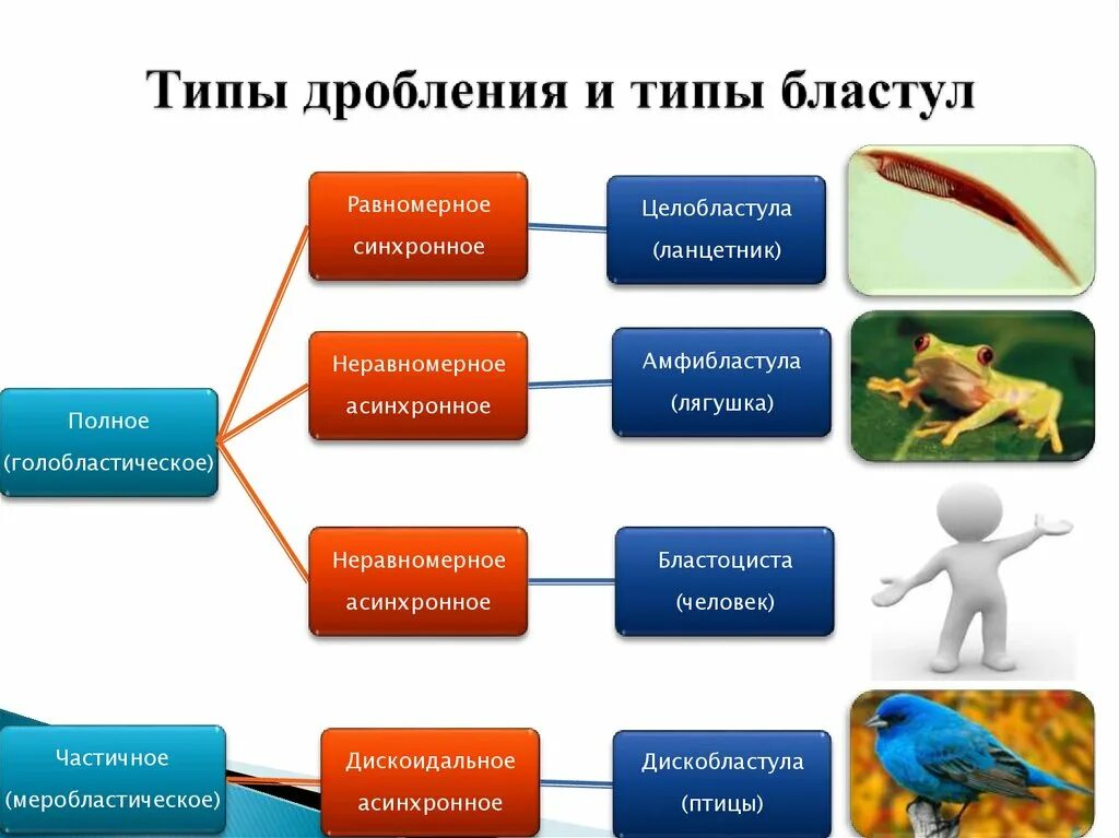 Как называется индивидуальное развитие человека. Схема индивидуального развития. Индивидуальное развитие животных. Индивидуальное развитие организма презентация. Индивидуальное развитие биология 10 класс.