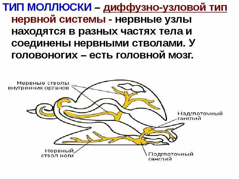 Имеет разбросанно узловую нервную систему. Диффузно Узловая нервная система. Нервная система диффузно-узлового типа. Нервная система узлового типа. Узловая нервная система.