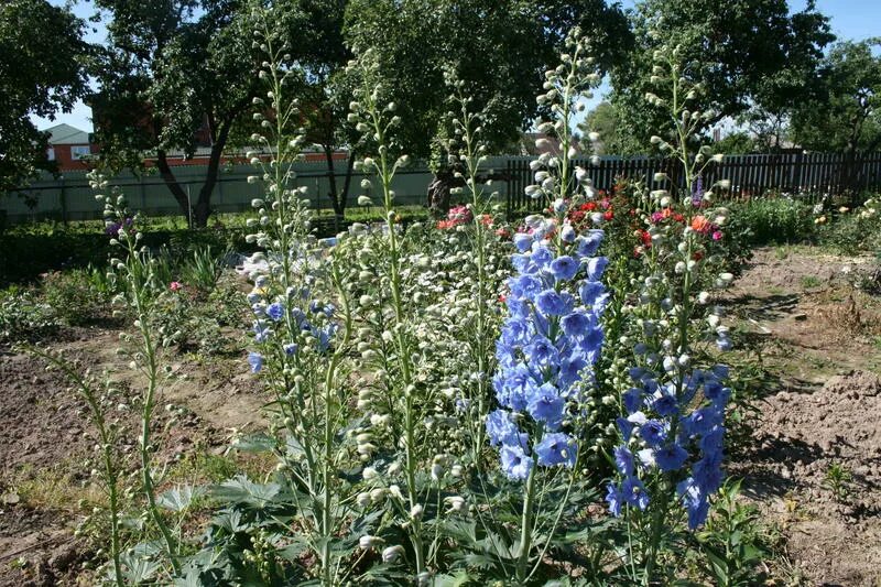 дельфиниум из семян выращивание. дельфиниум кливеден бьюти. дельфиниум тонколистный. пикировка дельфиниума. дельфиниум многолетний рассада.