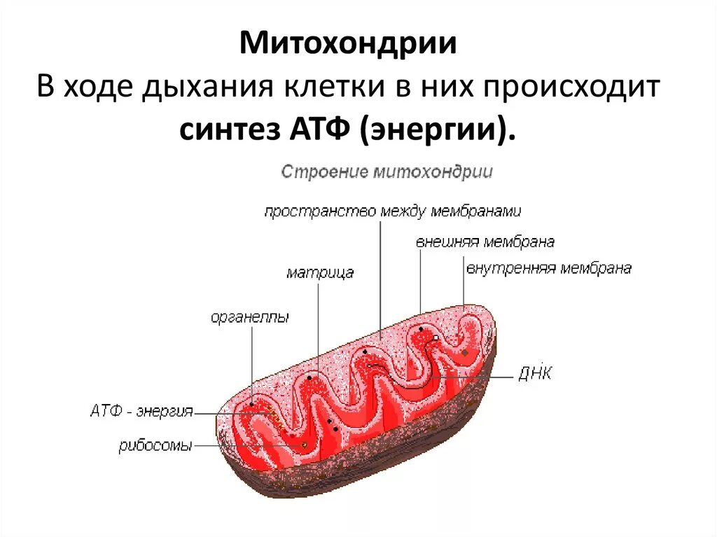 Строение митохондрий митохондрии?. Митохондрии биология строение. Митохондрии гистология. Митохондрии функции схема. Записать строение митохондрии