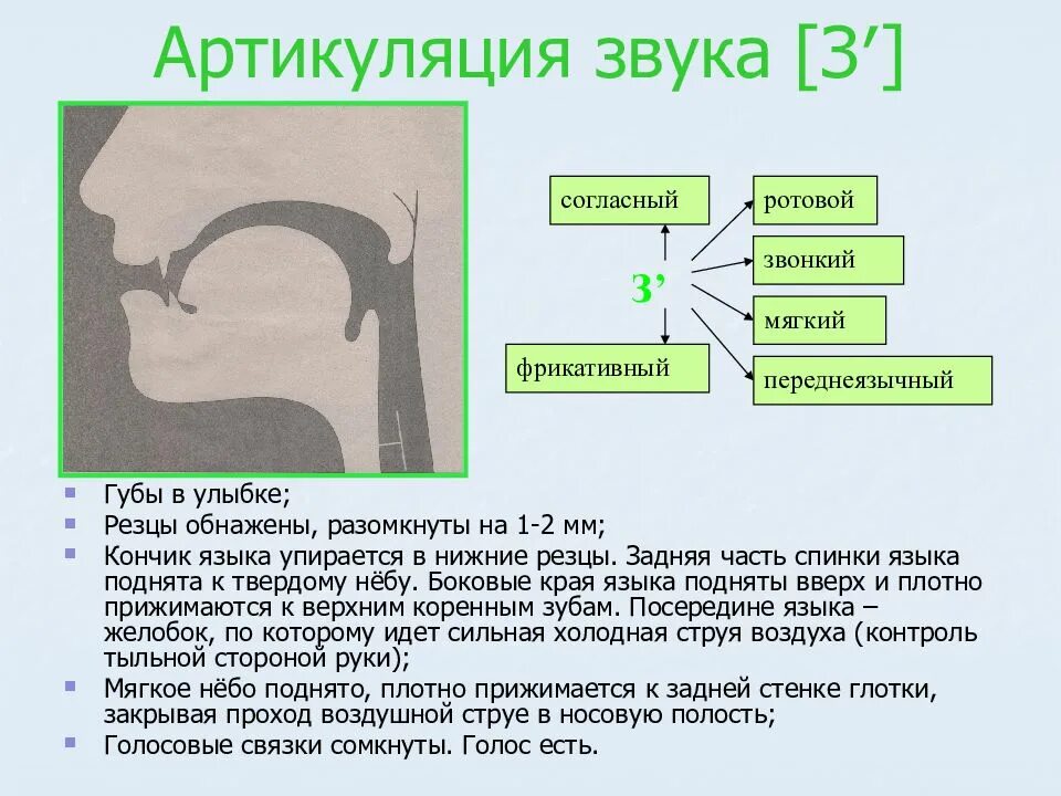 З артикуляция. Правильная артикуляция звука р для детей. Артикуляционный уклад звука сь. Артикуляция заднеязычных звуков. Артикуляция заднеязычных согласных звуков.