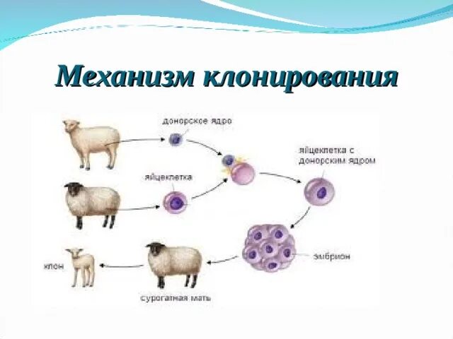 Как делают клонов. Овечка Долли схема клонирования. Клонирование схема биология. Механизм клонирования овечки Долли. Как осуществляется клонирование схема.