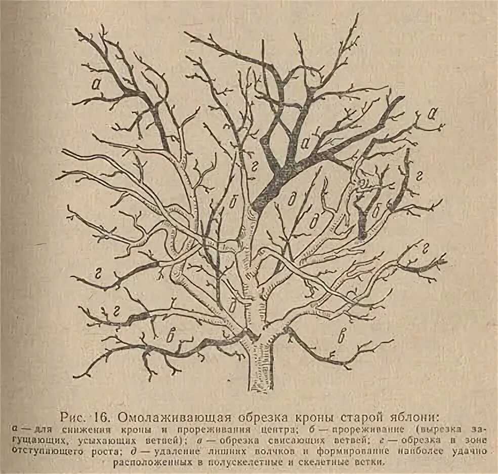 Омоложение кроны яблони. Обрезать старую яблоню весной. Омолаживающая обрезка яблони весной схема. Обрезка старых яблонь на омоложение.