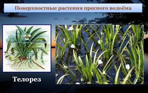 Растение пресного водоема 4 класс окружающий мир