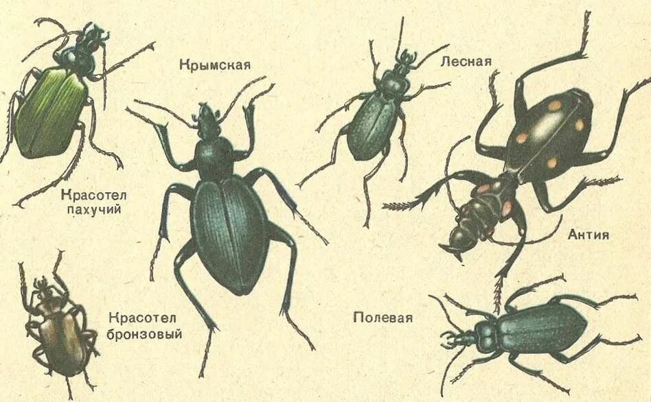 Атлас определитель название Жуков 1 класс. Жесткокрылые насекомые названия. Жуки разновидности. Разные жуки с названиями.