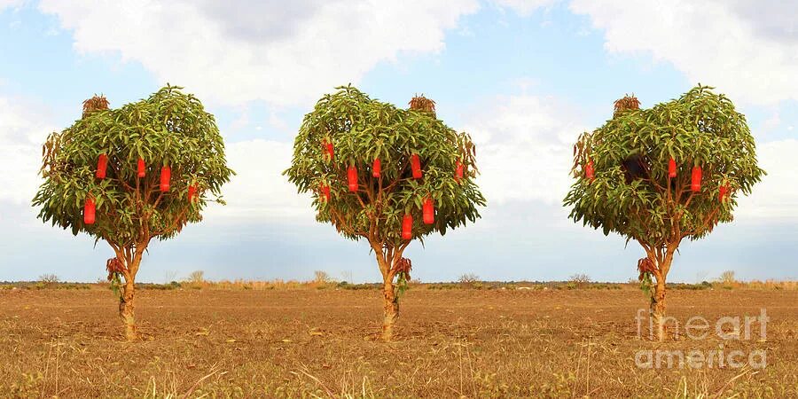 Дерево колы. Дерево колы. Дерево коко. Cola nitida) растение. Pycnandra acuminata.