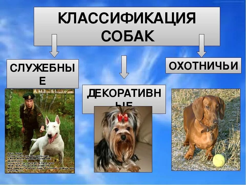 Собаки 4 группы. Классификация пород собак. Классификация собак по породам. Классификация охотничьих собак. Классификация собак по группам.