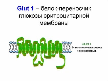 Glut
