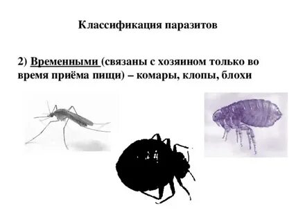 Чем наружные паразиты отличаются от внутренних