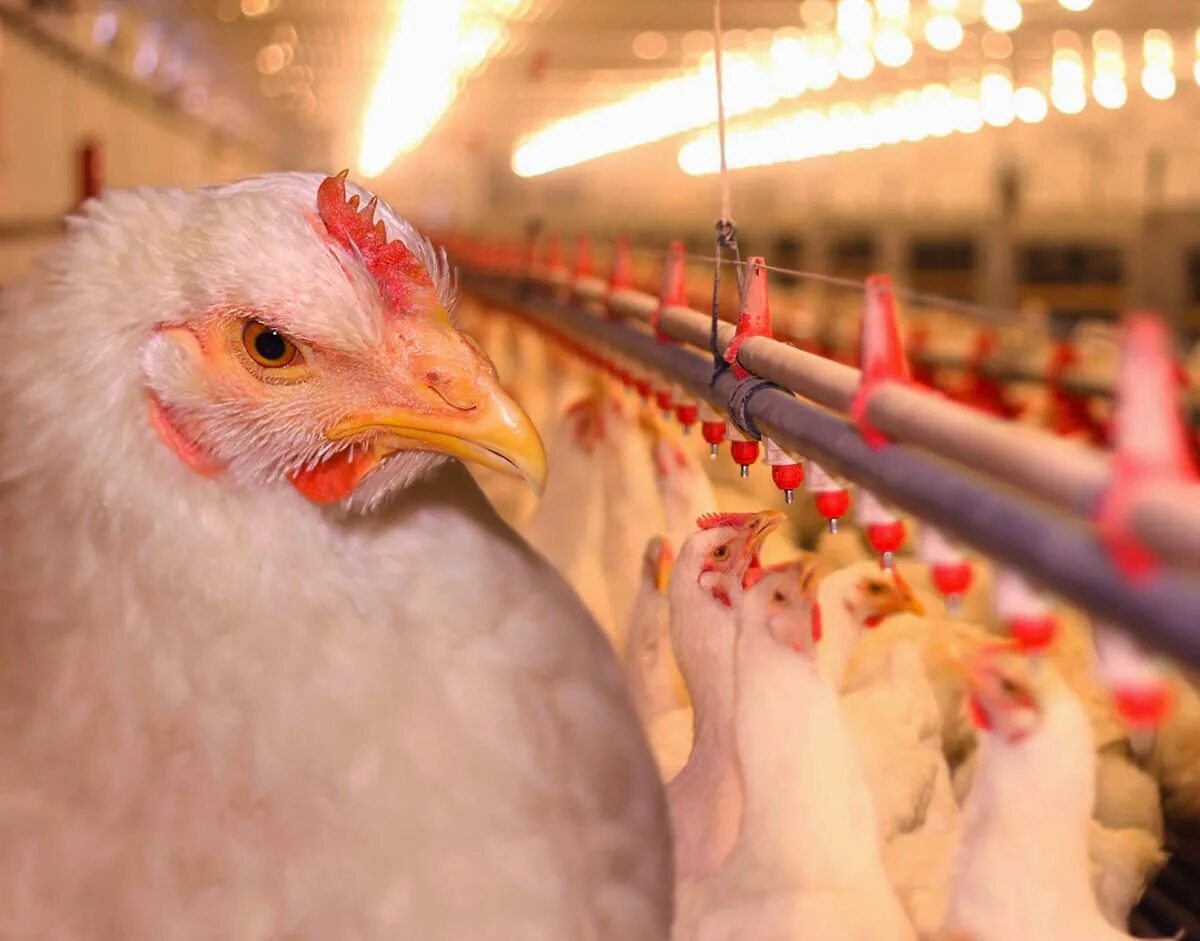 куры несушки в клетках. мини птицеферма несушек на 1000 голов. ферма эксперт клетки для кур несушек. оборудование для мини птицефермы. мини птицеферма несушек на 1000 голов.