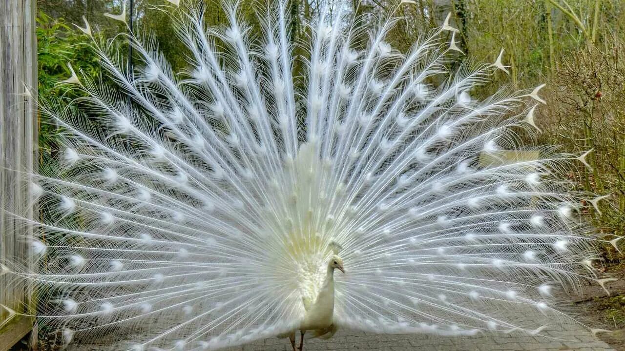 Павлин Белый Оперение - Бесплатное фото на Pixabay Peacock images, Bird, Unique 