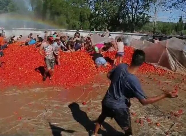 Закидали тухлыми помидорами. Артиста закидали помидорами. Кидает помидор