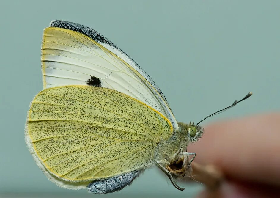 Pieris brassicae (Linnaeus, 1758). Кокон бабочки белянки. Бабочка капустница. Бабочка Белянка капустница куколка. Яйца капустной белянки