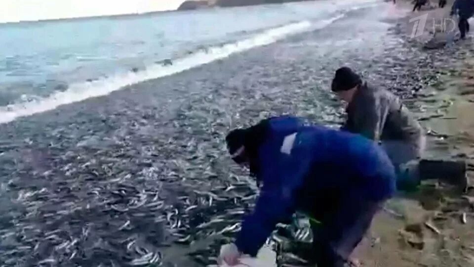 На дне охотского моря. Нашли в охотском море. 04 в охотском море. В хабаровске есть море или нету. Крушение батм дальний восток.
