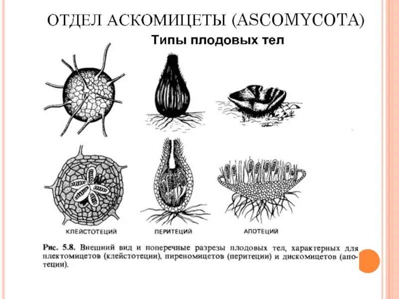 Типы плодовых тел аскомицетов. Строение плодовых тел аскомицетов. Плодовые тела аскомицетов. Плодовые тела аскомицетов. Аскомицеты плодовые тела.