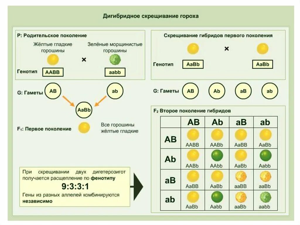 Дигибридное скрещивание какое расщепление. Схема дигибридного скрещивания гороха. Дигибридное скрещивание дигетерозигот. Закон Менделя для дигибридного скрещивания. Дигибридное скрещивание гороха.