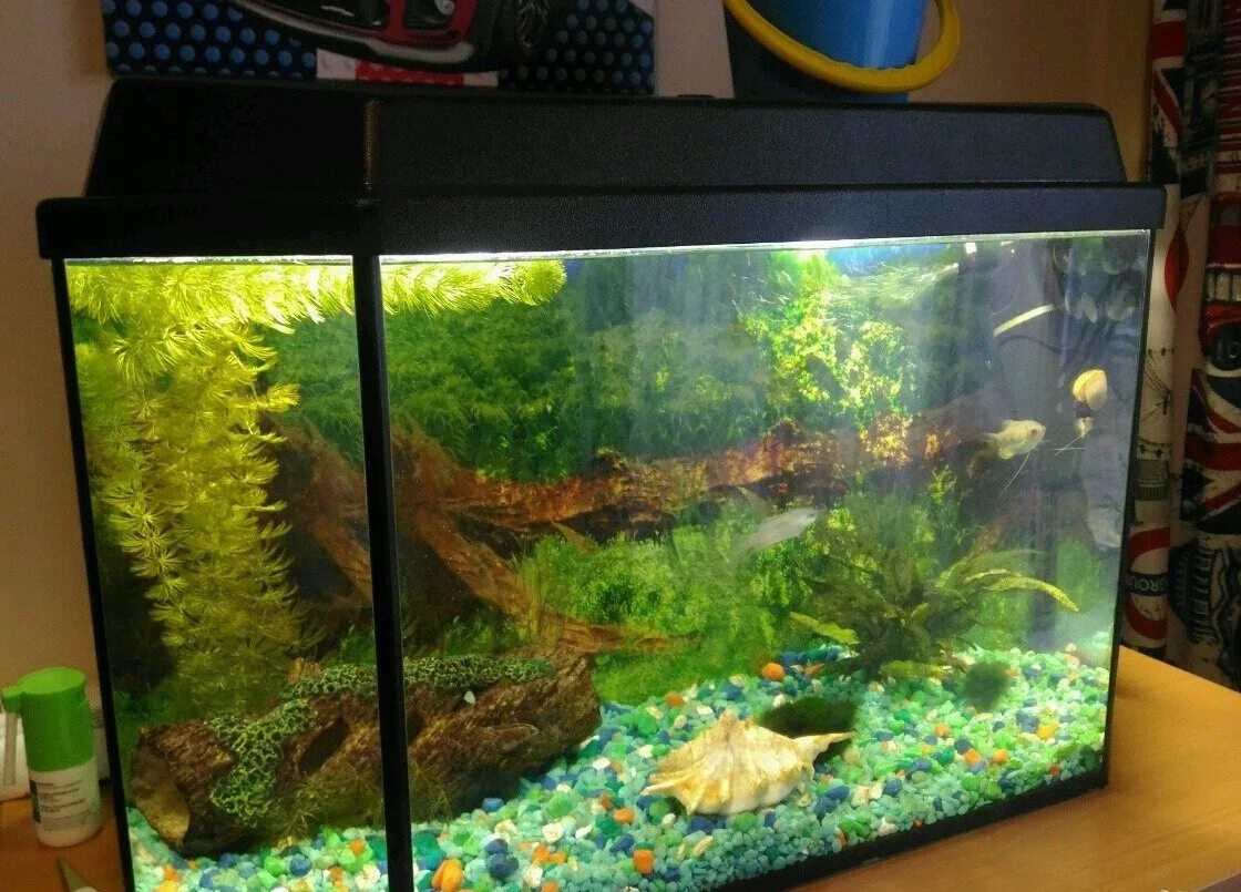 Аквариум акваэль 20 литров. Океанариум красноярск. Аквариум красноярск. Магазин аквариум красноярск. Большие аквариумы.