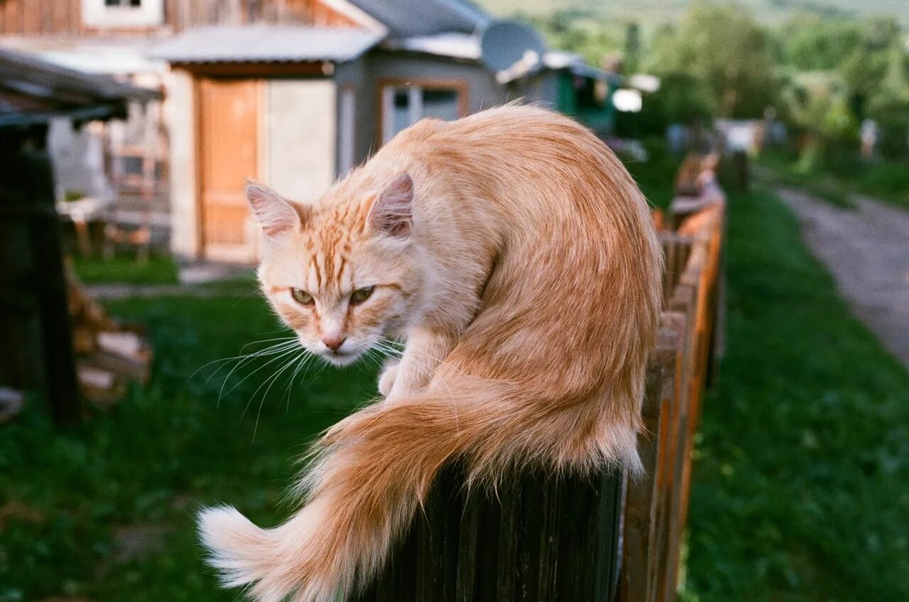 Уличные кошки купить. Уличная кошка. Рыжий дворовый кот. Дворовые рыжие коты. Рыжий уличный кот.