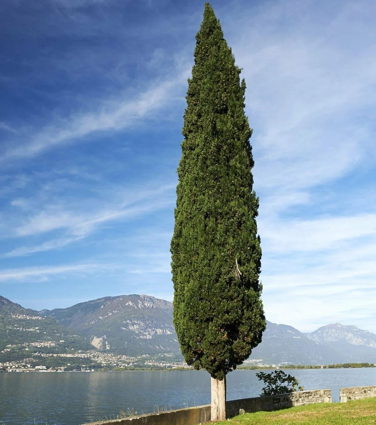 Стройный как кипарис. Кипарис cupressus sempervirens. кипарис крымский пирамидальный. кипарис вечнозеленый пирамидальный крым. растения крыма кипарис вечнозеленый.