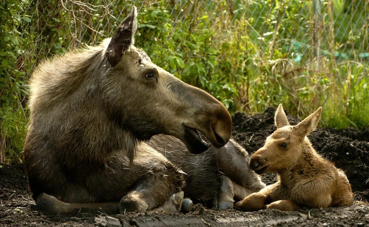 Домашние животные. Про животных и их детей. Малыши. Домашние животные для детей. Малыши.