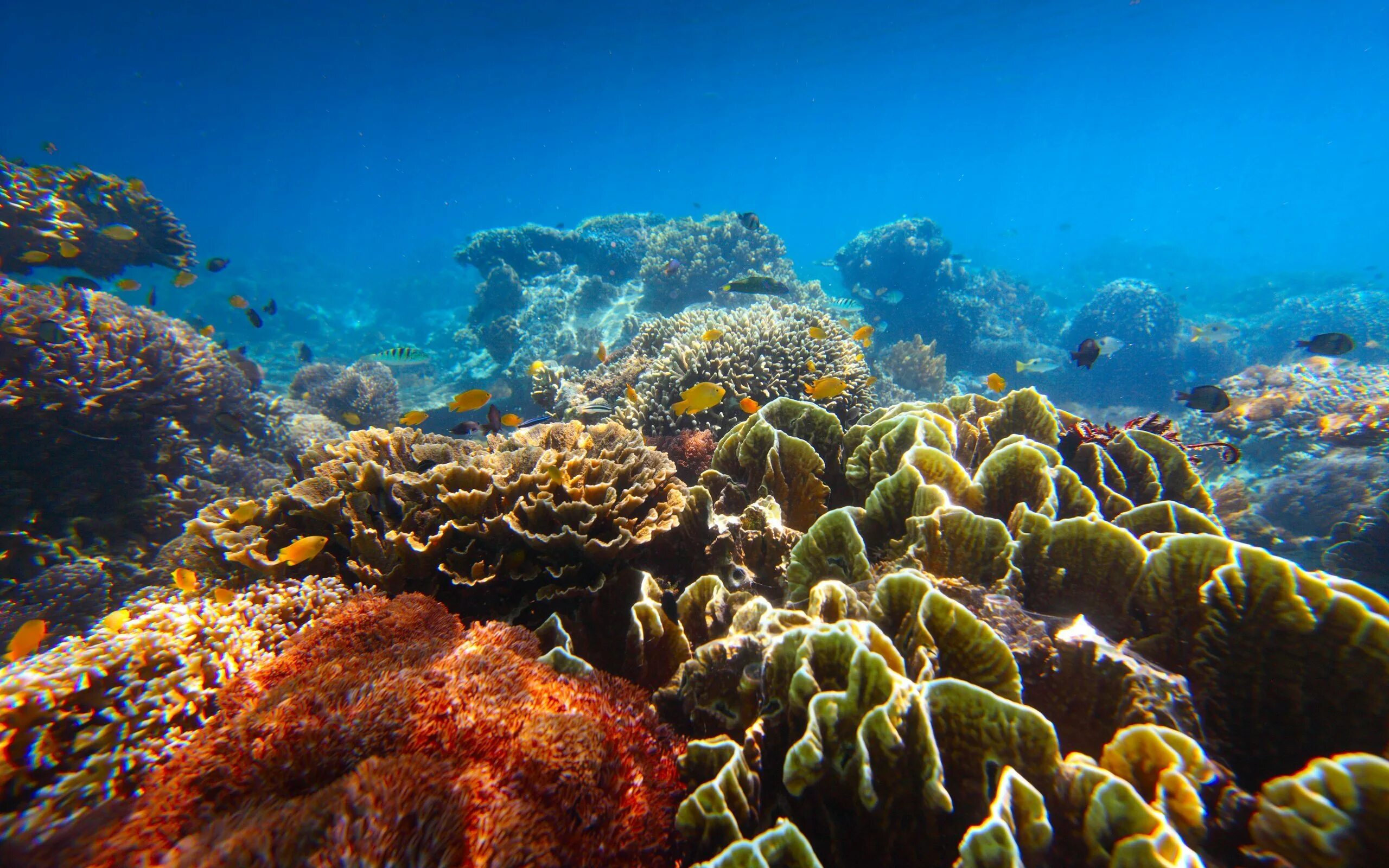 Атлантический океан коралловый риф. Рифы Карибского моря. Подводный риф красного моря. Коралловые рифы Карибского моря.