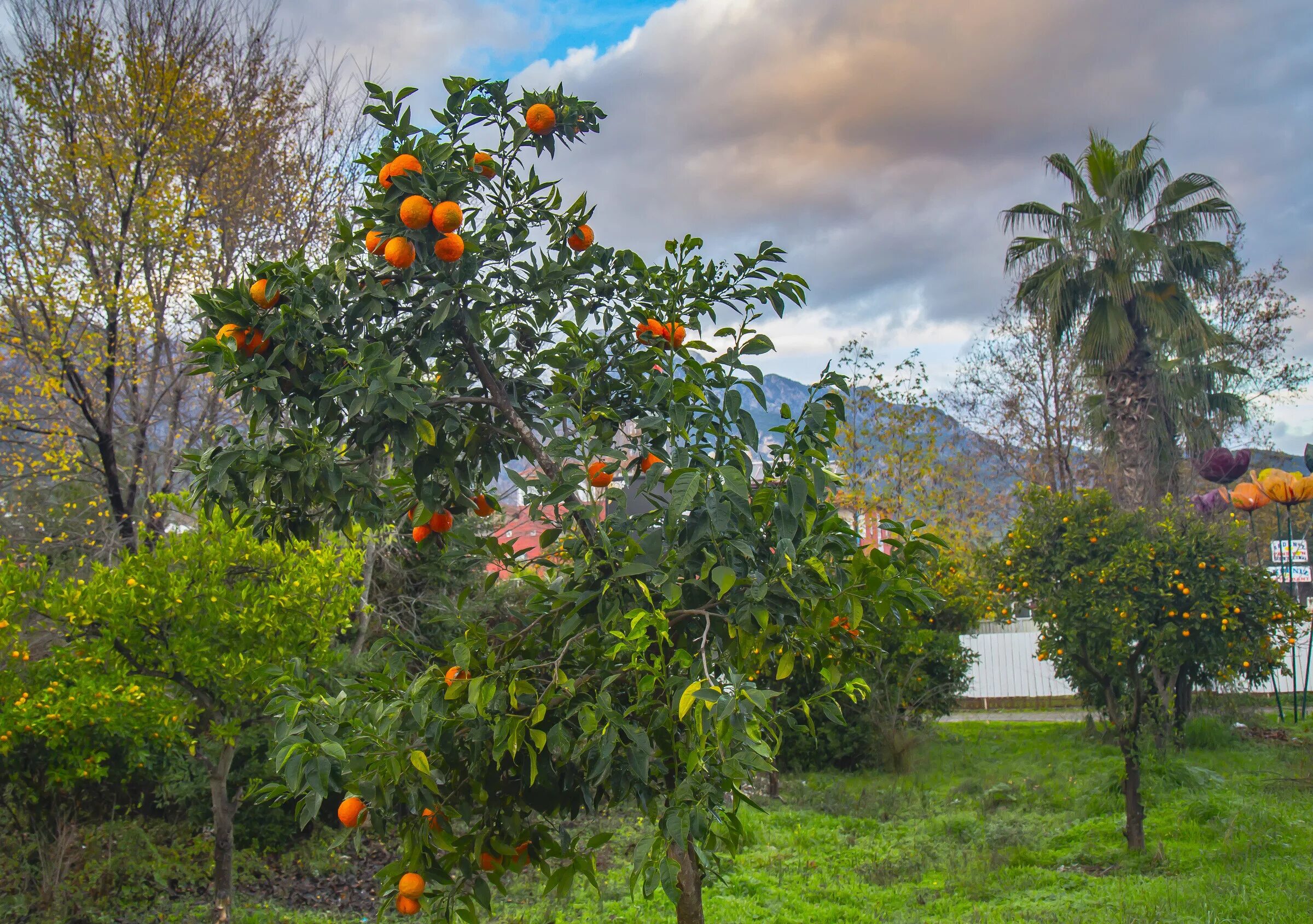 Абхазия мандариновая роща. Мандарин уншиу дерево. Мандариновое дерево плантации. Сад мандаринов. Мандарин сорт сентябрьский.