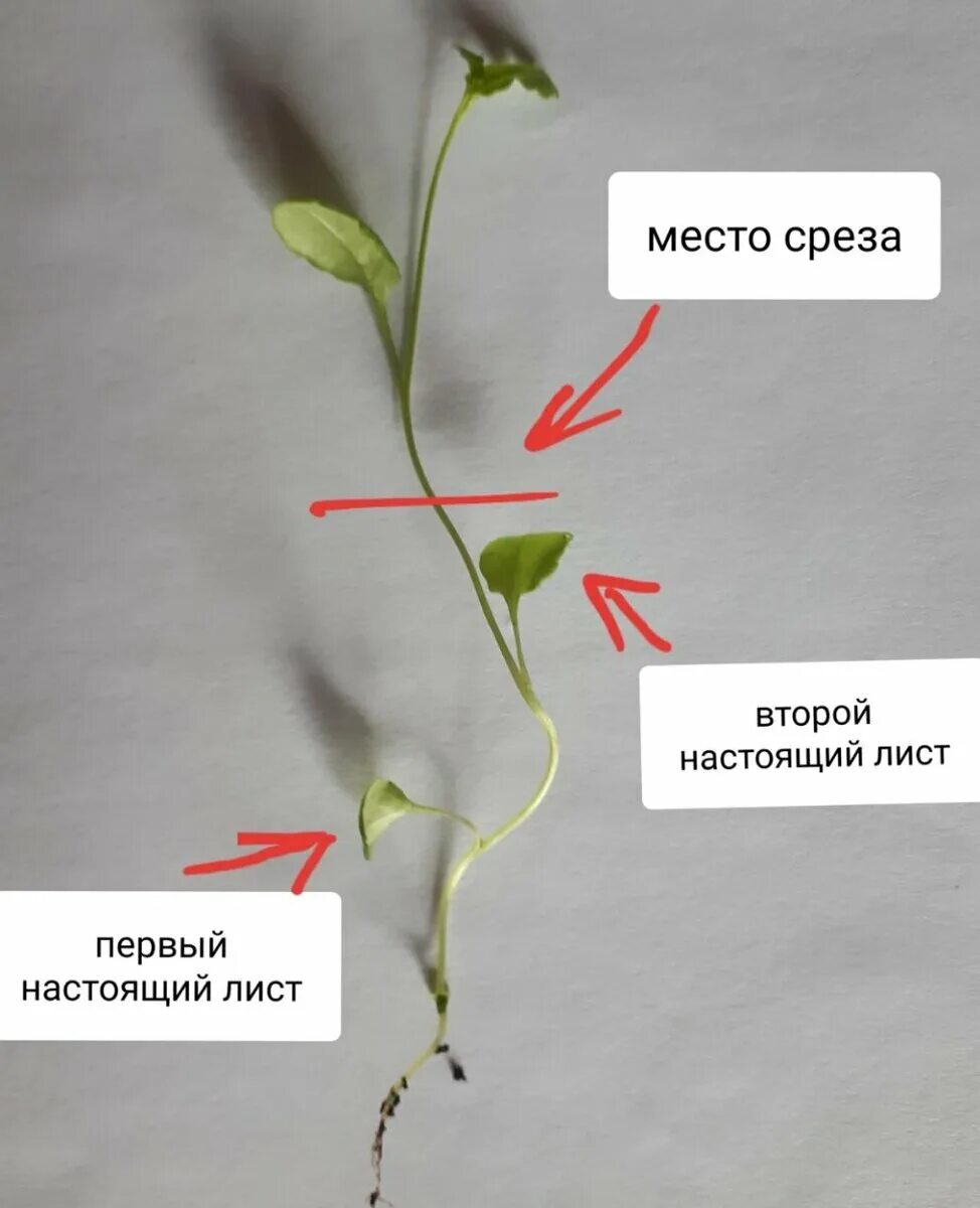 Прищипывать ли герань. Лобелия прищипка рассады. Лобелия подстричь. Стрижка лобелии. Лобелия прищипывание рассады.