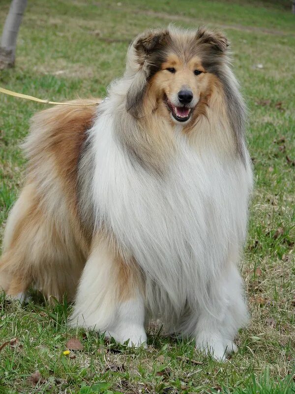 Мини колли шелти. Шотландская овчарка шелти и колли. Шотландская овчарка шелти. Мини колли шелти. Шелтер колли.