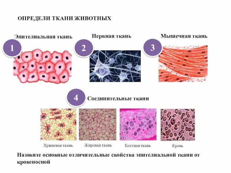 4 группы тканей животных. Ткани животных эпителиальная соединительная мышечная нервная. Эпителиальная ткань и соединительная ткань строение. Эпителиальная ткань и соединительная биология 8 класс. Эпителиальная соединительная мышечная ткань Тип клеток.