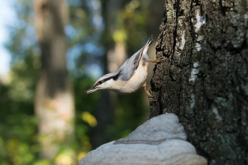 Поползень с желудем. Поползень невеста. Поползень полилинией. Красноклювых поползней. Повадился поползень на огород.