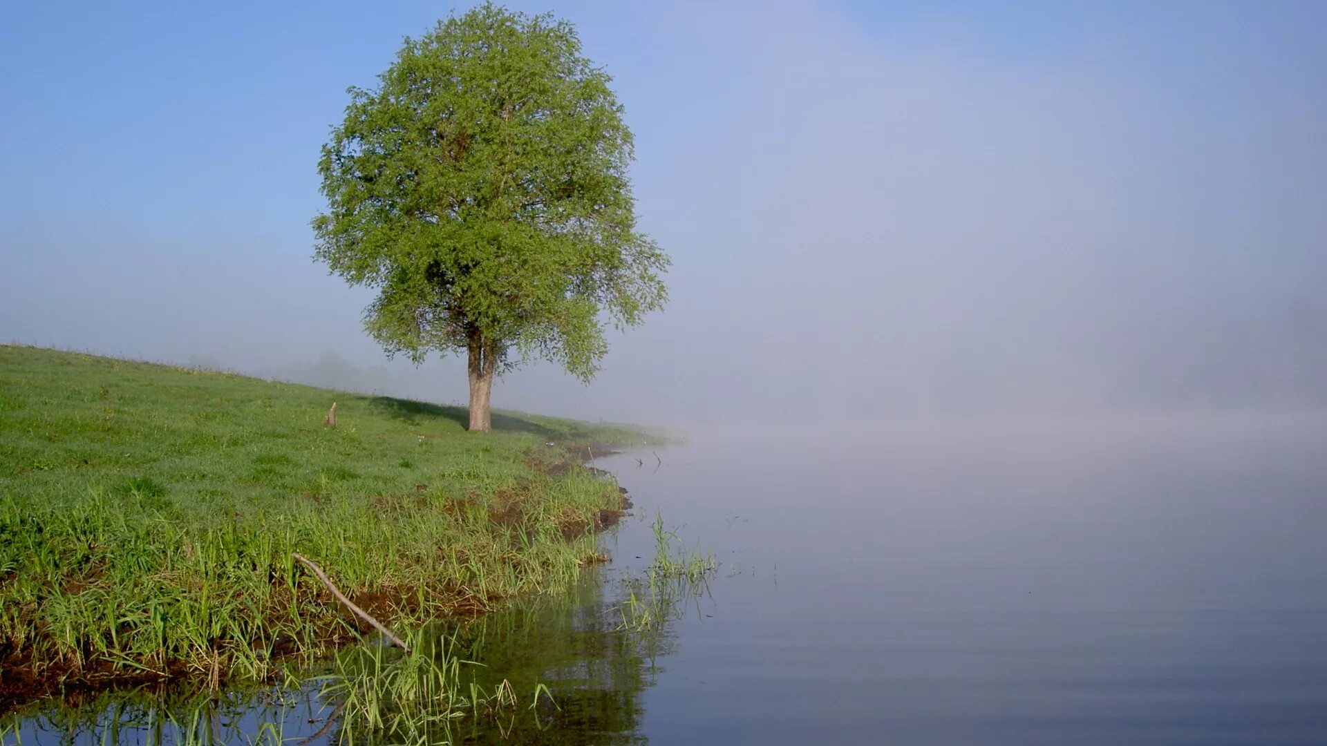 Деревья растущие в поле. Одинокий Тополь в Калмыкии. Дерево на берегу реки. Дерево над водой. Дерево возле воды.