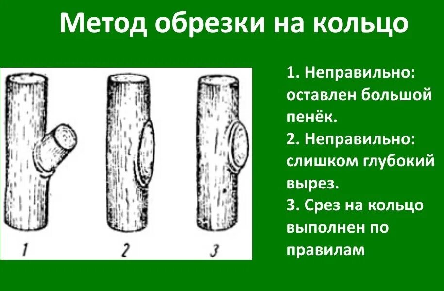заболонь лиственницы. срез дерева. ель древесина. распиленное дерево. включи срезу.