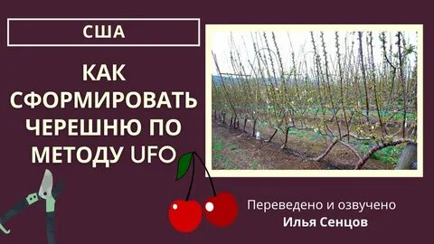 Черешни в запущенном