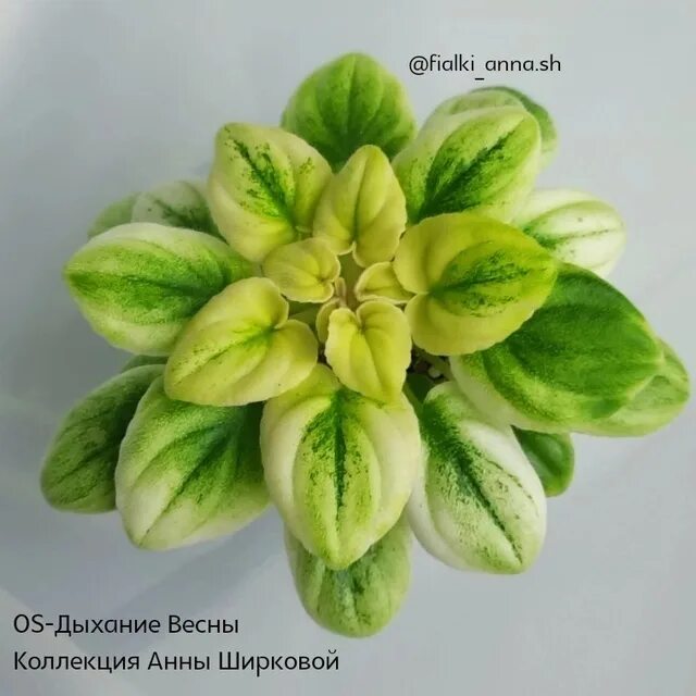 Дыхание весны фиалка. Ос дыхание весны фиалка. Os-дыхание весны фиалка. Фиалка афродита полумини. Dean's snowcone фиалка.