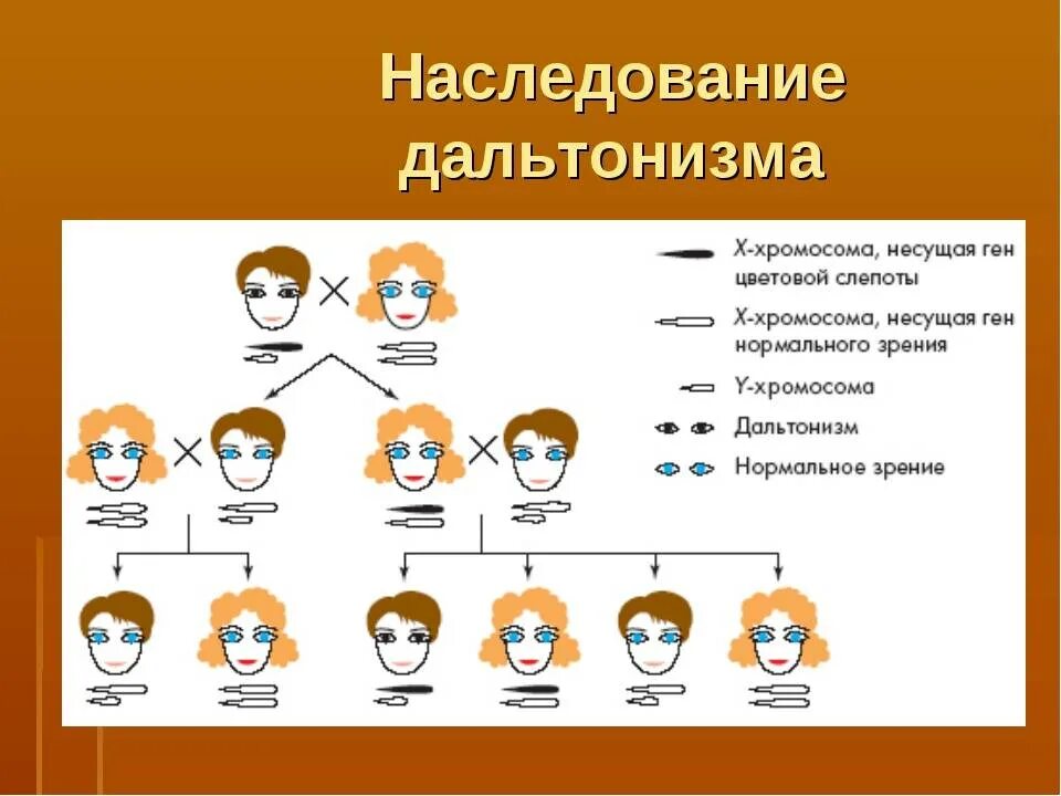 Генотип человека с дальтонизмом. Схема передачи Гена дальтонизма. Тип наследования дальтонизма схема. Дальтонизм генетика Тип наследования. Тип наследования у человека дальтонизма:.