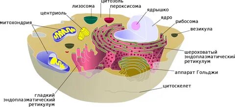 Картинки по запросу Методы и технологии трехмерного моделирования Графическ...