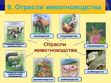 Выбери названия отраслей животноводства