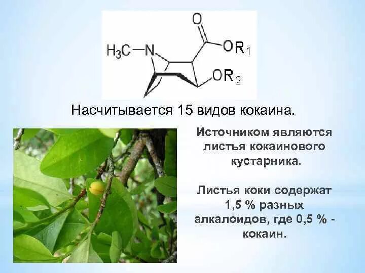 Алкалоид кокаин. Алкалоиды листьев коки. Листья кокаина. Кокаиновый куст, лист Кока. Алкалоид в чайных листьях