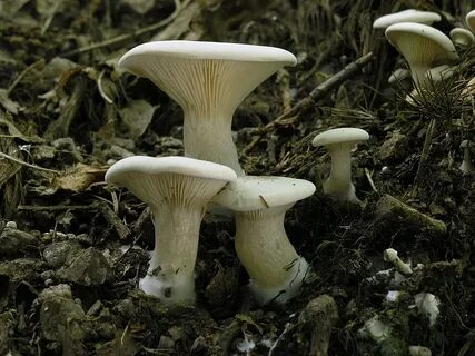 Подвишенник