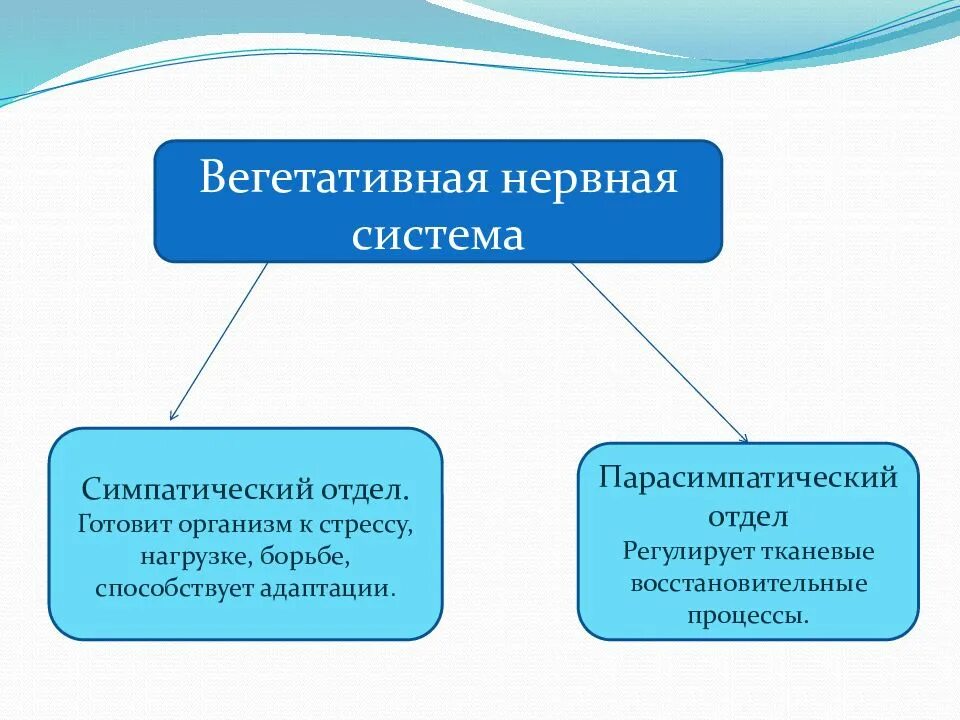Система ответить. Отдел нервной системы отвечающий за стрессовые реакции. адаптация нервной системы. вегетативная нервная система и адаптация. роль вегетативной нервной системы в адаптации организма.