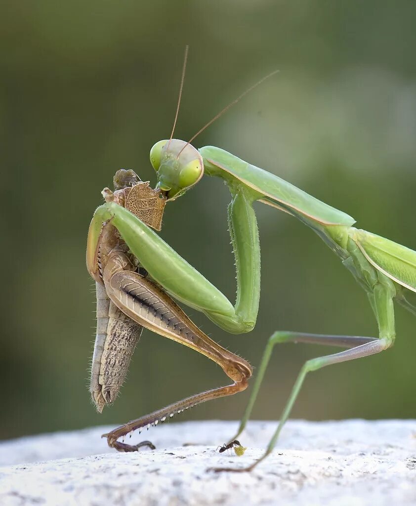 Жук богомол. Богомолы Мантис зелёный. Богомол Имаго. Mantis religiosa, самка. Крупный богомол