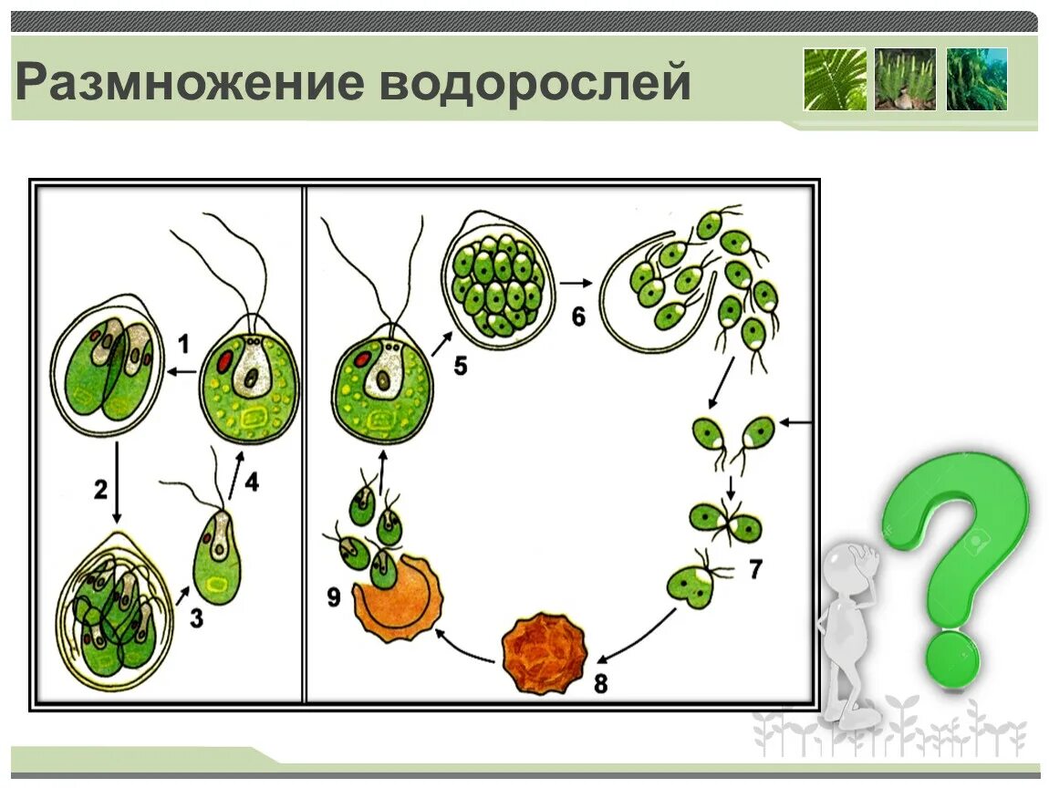 Размножение водорослей 6