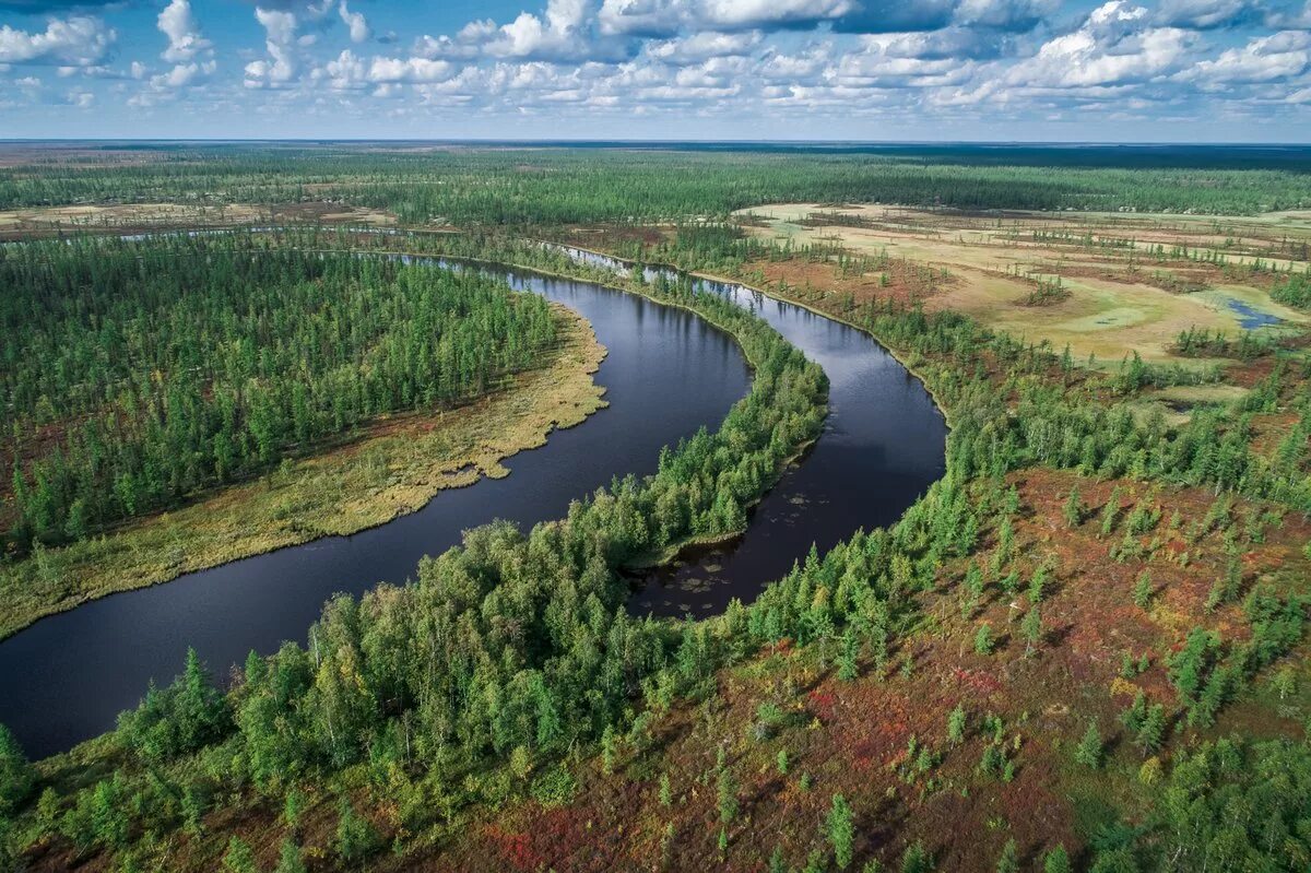 новый уренгой тундра. лето тундра новый уренгой. ямало-ненецкий автономный округ природа реки. лесотундра таймыр. ручей в тундре.