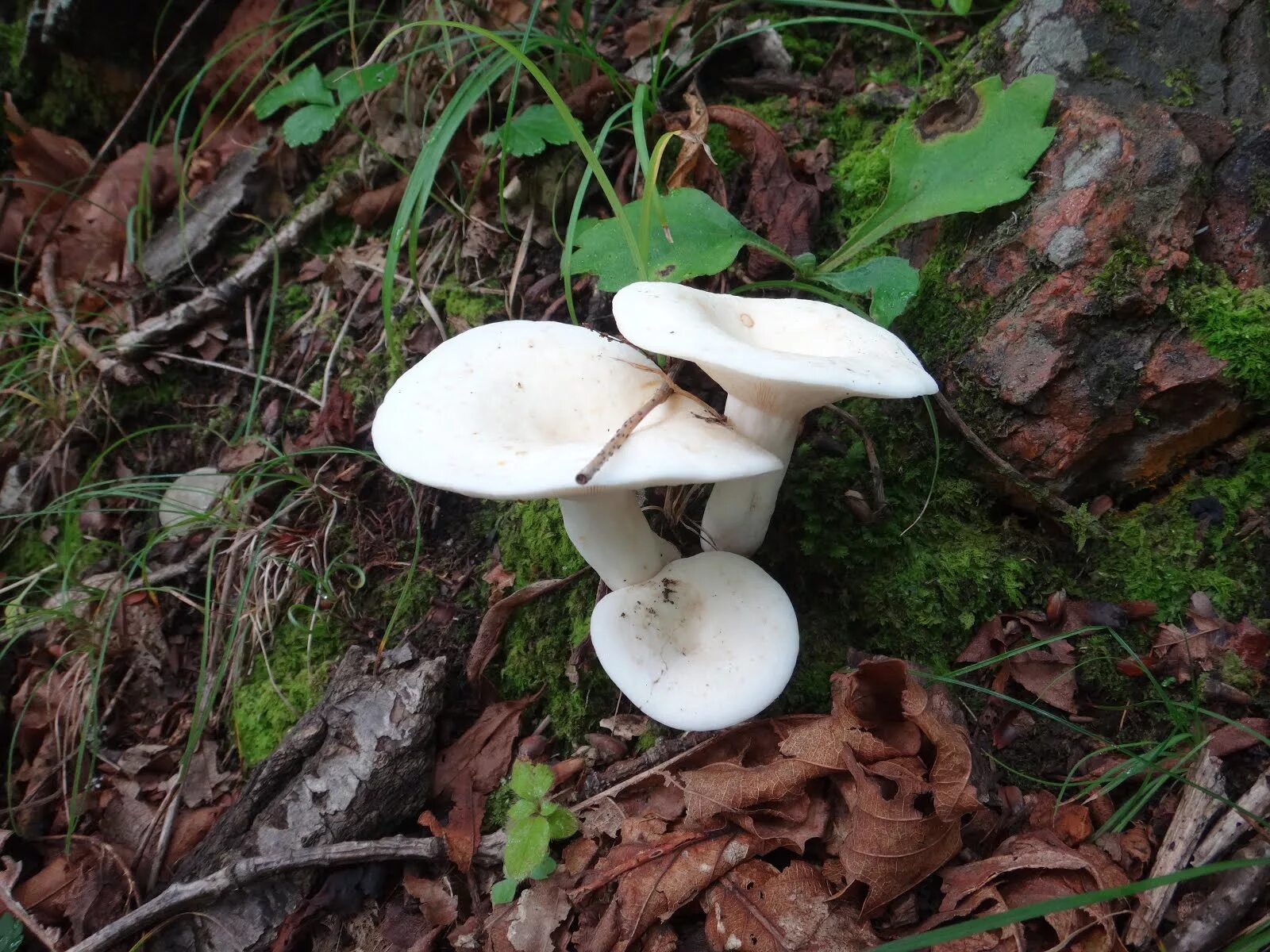 сыроежка белая. Russula delica (подгруздок белый). карауш грибы. сыроежка белая гриб. Russula delica (подгруздок белый).