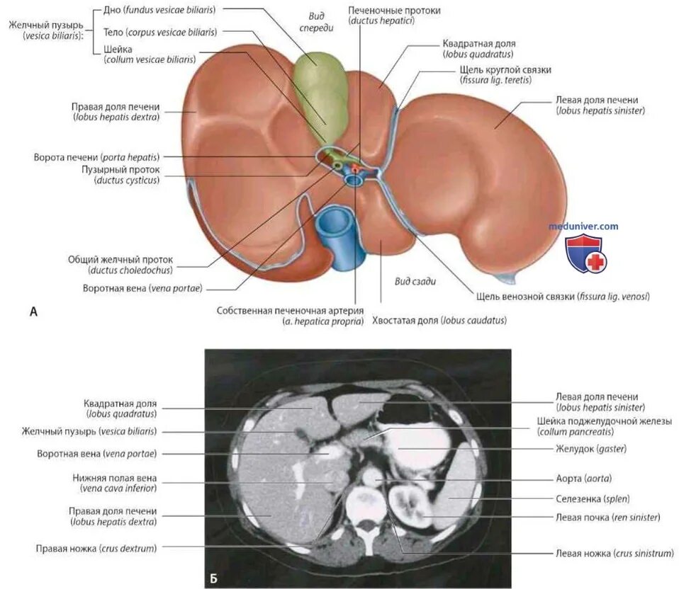 В ворота печени входят. Желчный пузырь (Vesica Biliaris). Борозды печени на висцеральной поверхности. Висцеральная поверхность печени анатомия. Вдавления печени на висцеральной поверхности.