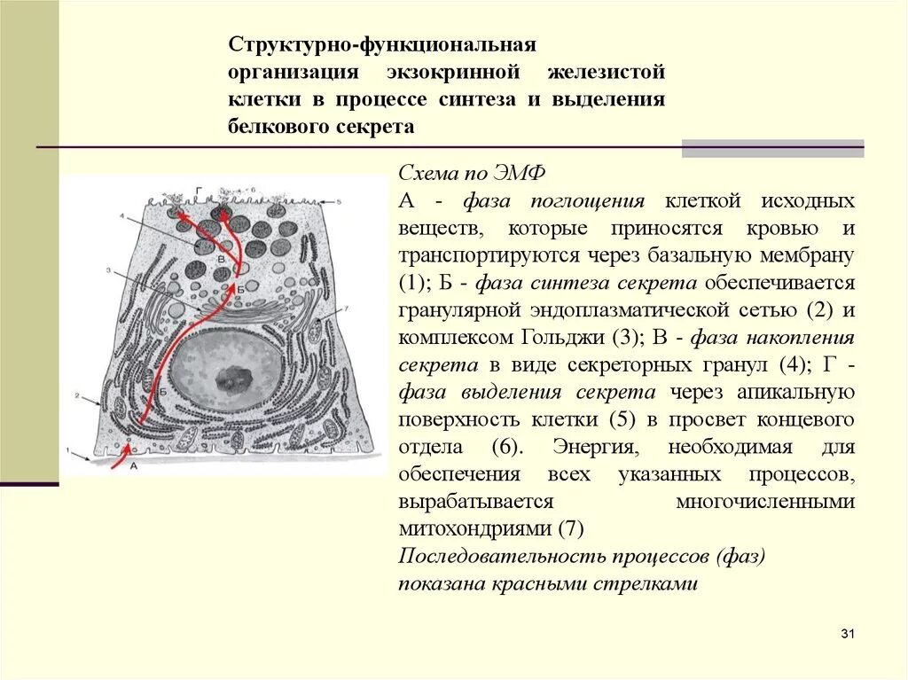 Функциональная организация клетки. Структурно-функциональная организация клетки. Строение железистой клетки. Структурная организация клетки. Железистая клетка схема.