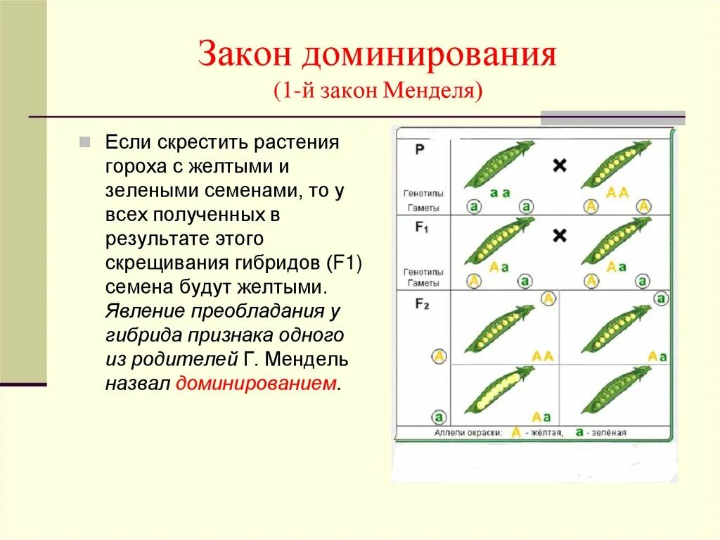 1 Закон Менделя горох. Скрещивание семян растений. Опыт Менделя с горохом кратко. Закон доминирования Менделя. Первый закон менделя доминирование