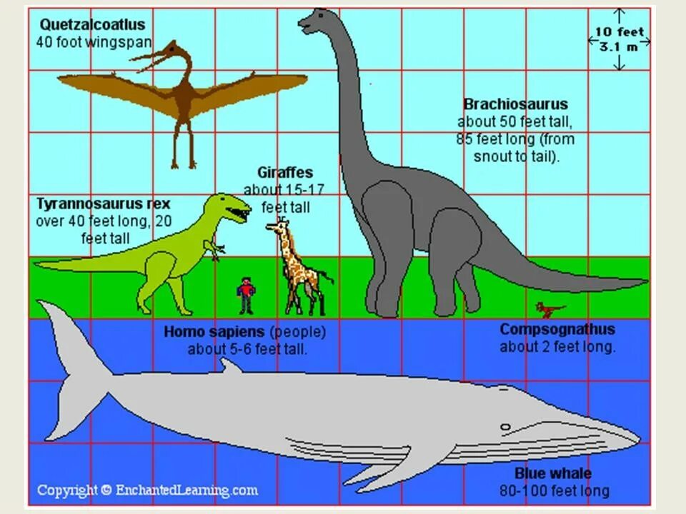 Сравнение динозавров. Сравнение размеров динозавров. Размеры динозавров в сравнении с человеком. Динозавры в сравнении с человеком. Синий кит по сравнению с динозаврами.
